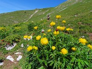 29 Pratoni fioriti di Trollius europaeus (Botton d'oro) con vista in Capanna 2000